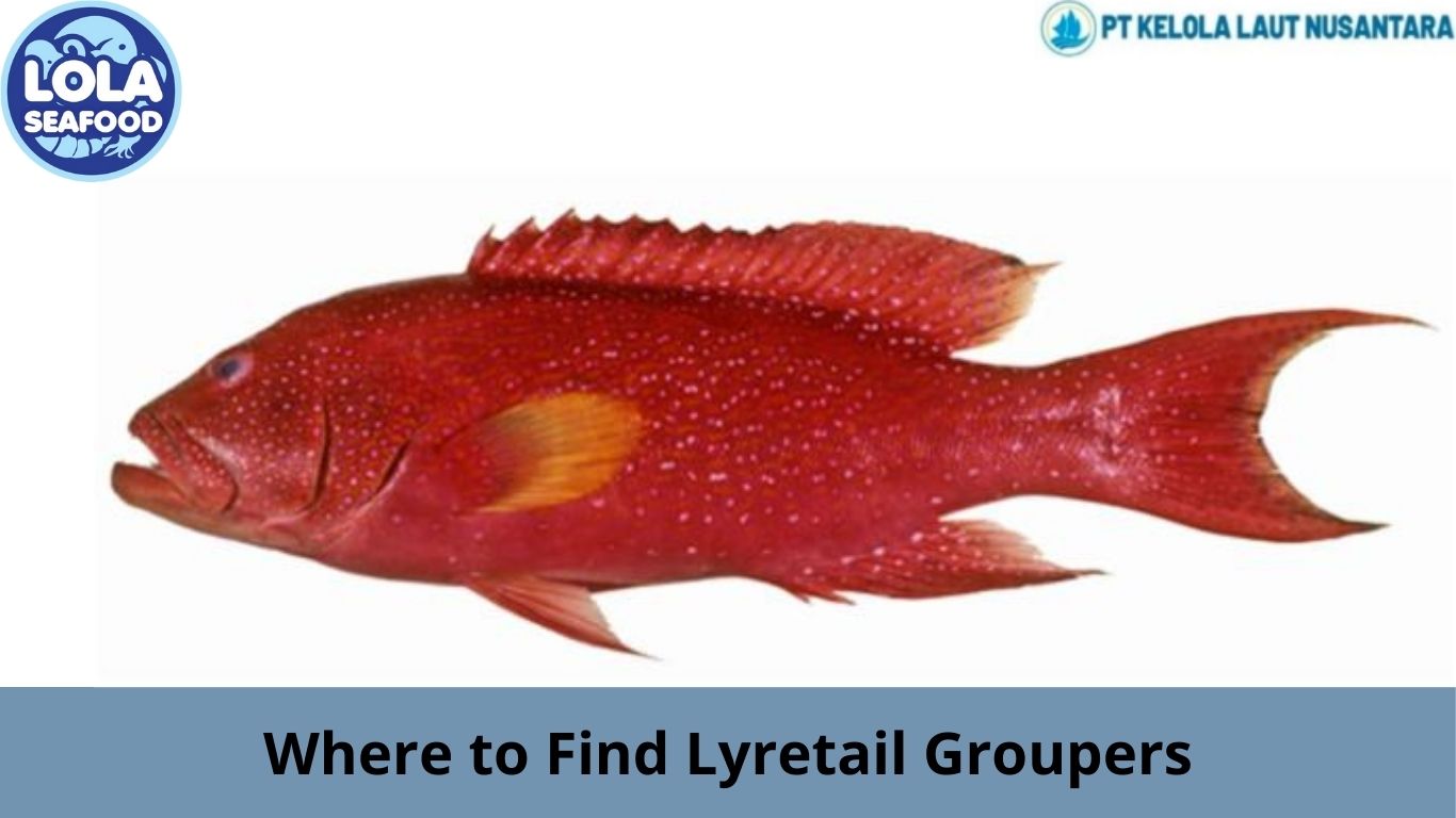 Where to Find Lyretail Groupers